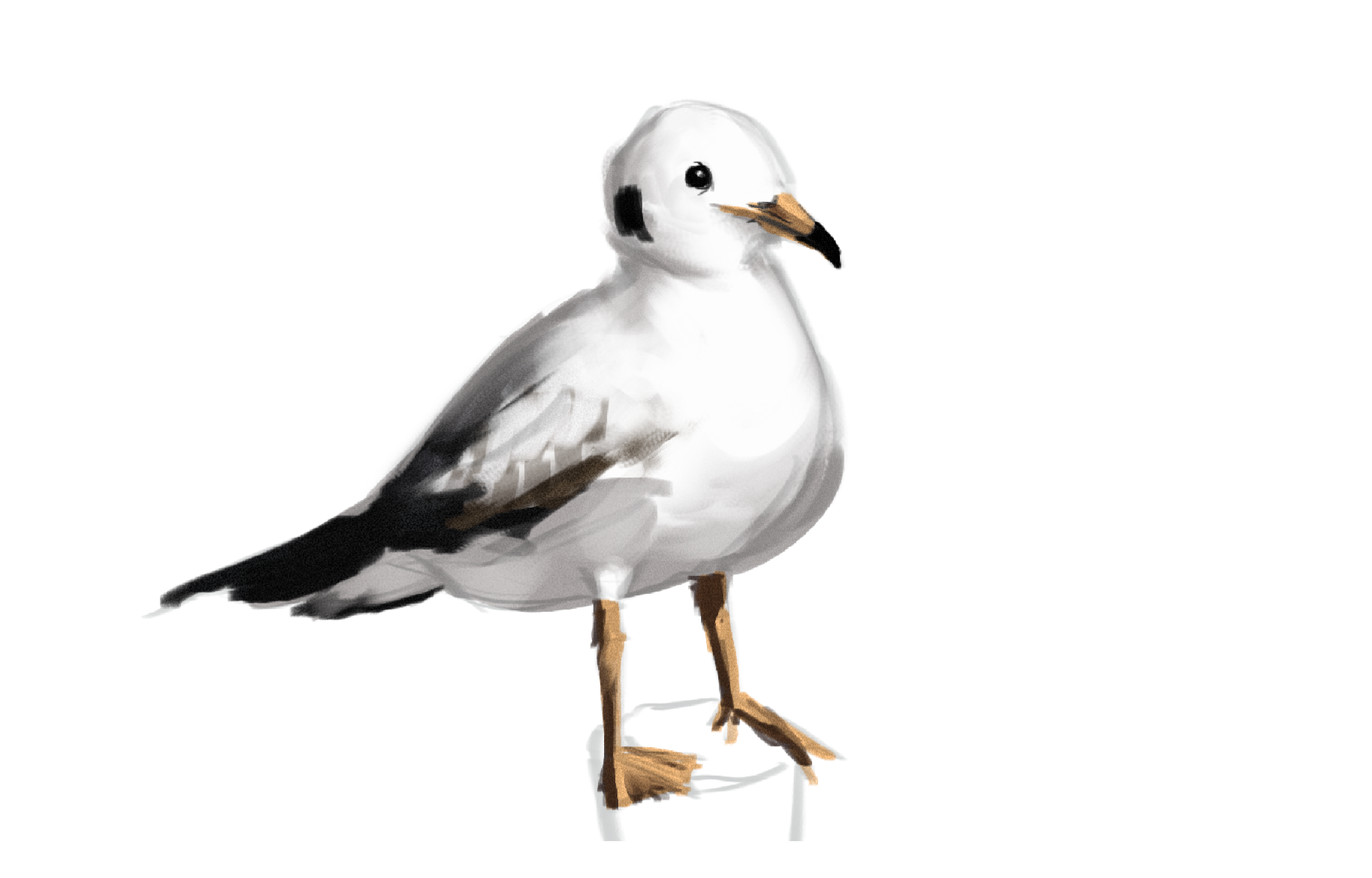 Birb Image